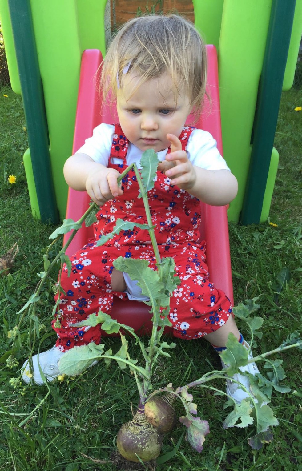 A toddler sits on the end of a slide and holds a swede plant, examining it with curiosity