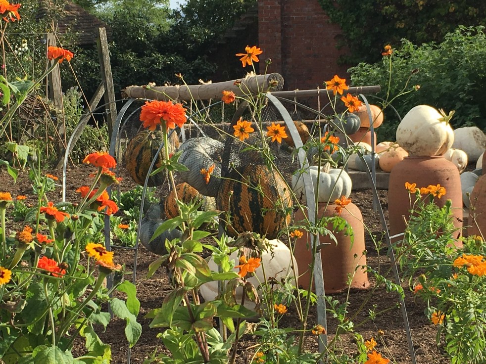 Autumnal scene of a vegetable garden with many large pumpkins in view