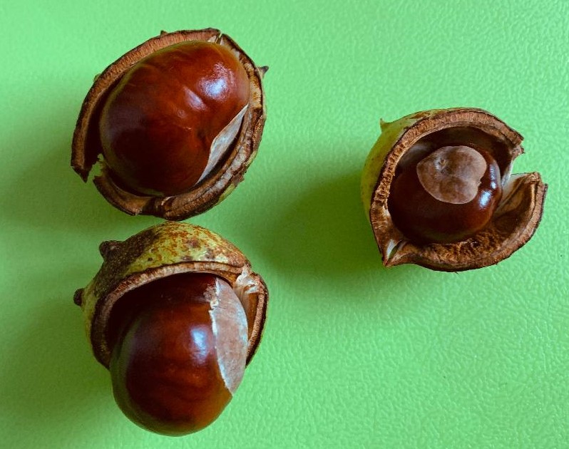 Three conkers on a green background