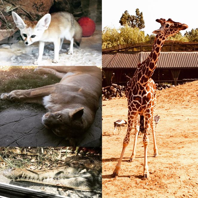 Various animals shown at Colchester Zoo – a Fennec Fox, a basking lioness, a West African slender-snouted crocodile and a giraffe