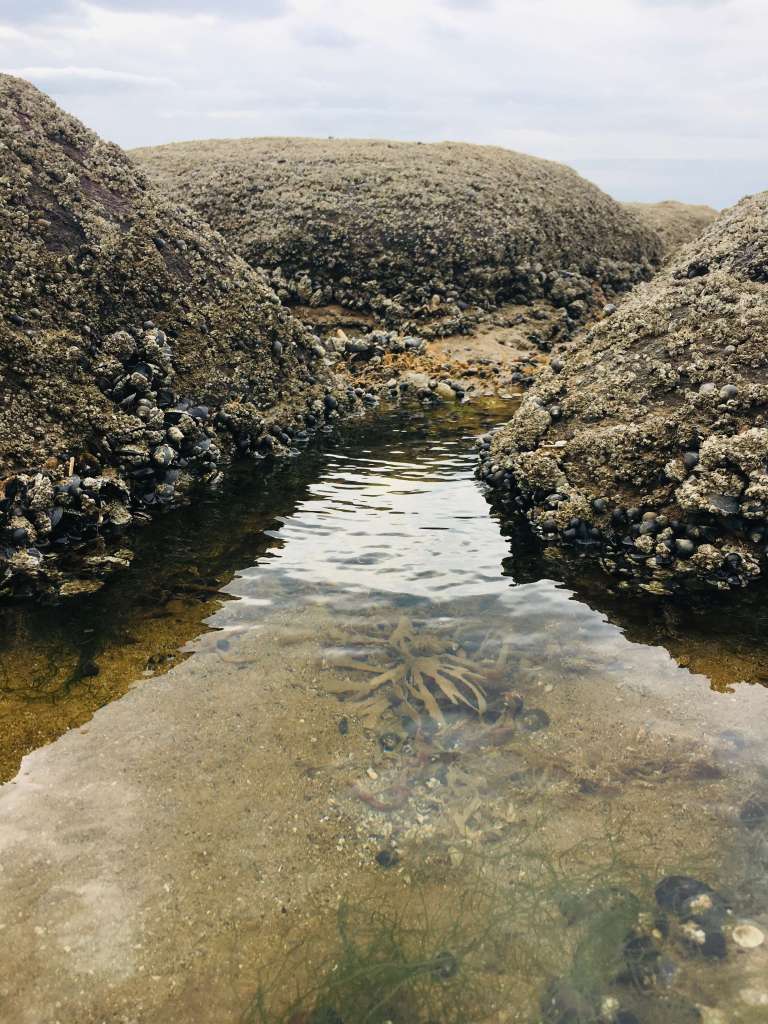 Tapering between two barnacled rocks, the surface of a mysterious rock pool (or tide pool) reflects late afternoon sunlight - seaweed is visible at the bottom of the pool