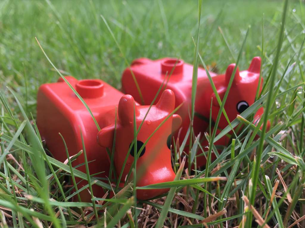 Two toy Dulplo cows are pictured, close-up on a green lawn