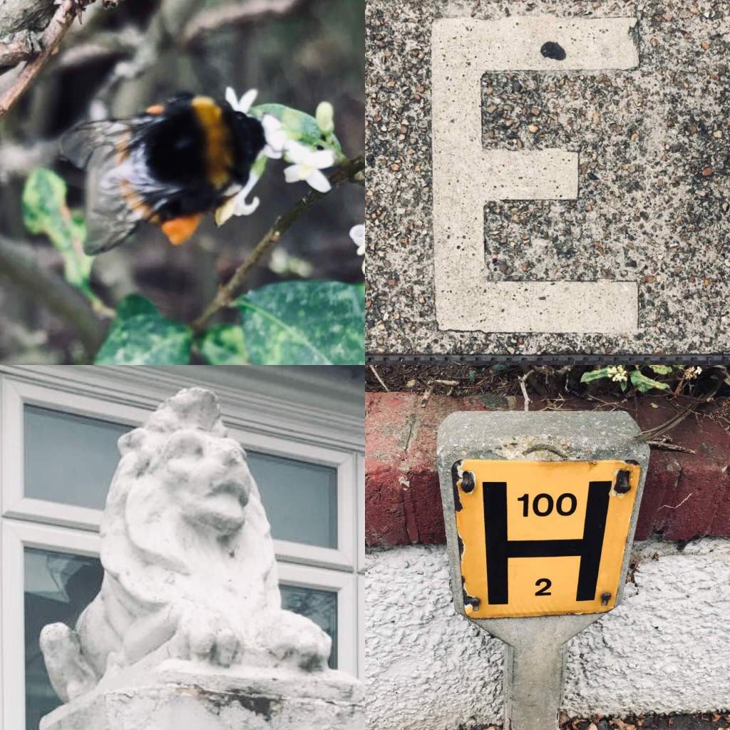 A collage of images of nature and street furniture taken by a child - a letter on a drain cover, a fire hydrant marker, a concrete lion on a gate post, and a bee investigating a flower
