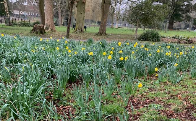 A large patch of daffodils is show in a park in early Spring