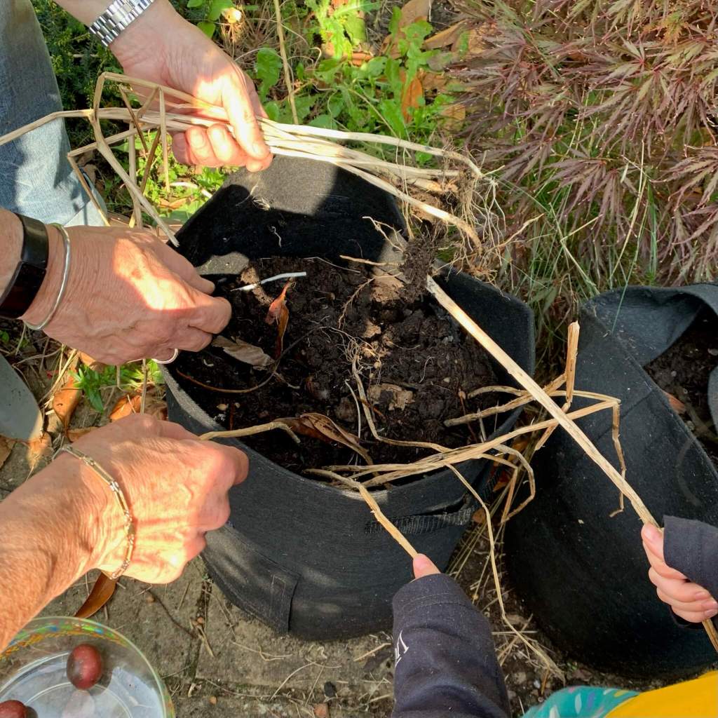 A man and a girl sort through potato plants in a grow bag or sack