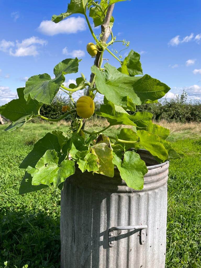 A galvanised bin is shown in a field with a squash plant growing inside